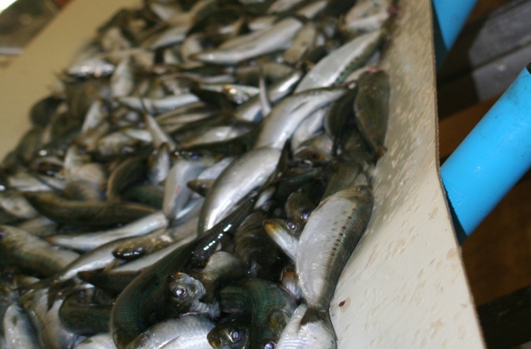 Afro Fishing pilchards