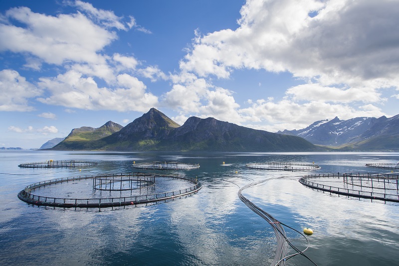 Fish Farm Norway