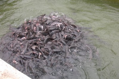 Fish farming in Nigeria catfish
