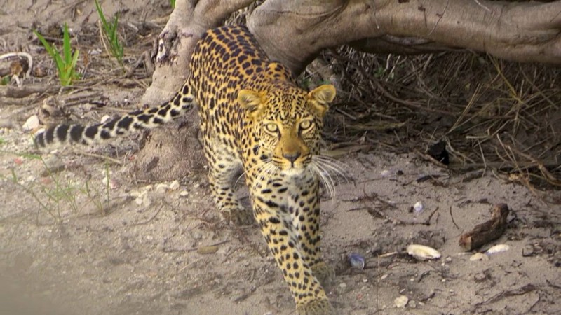 Leopard in my garden Van As1