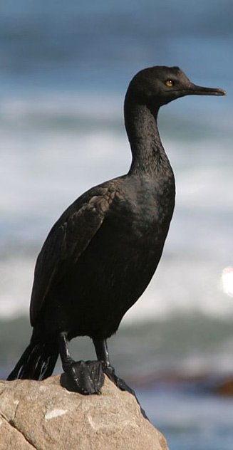 kormorant neglectus Bank cormorant 14
