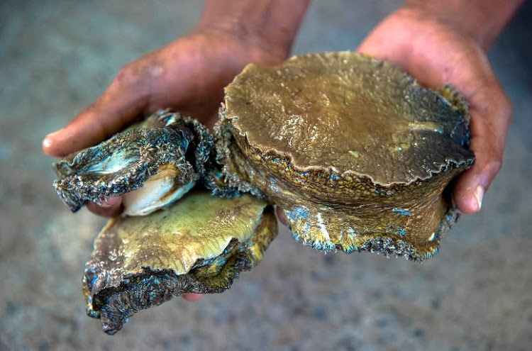 abalone