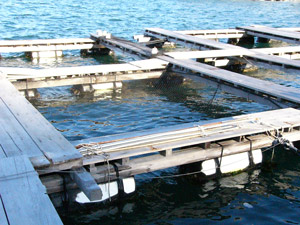 fish farms sea cages Japan