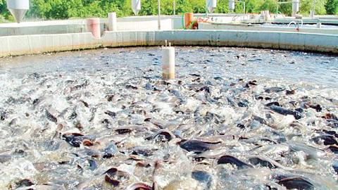 Fish farming in Bangladesh