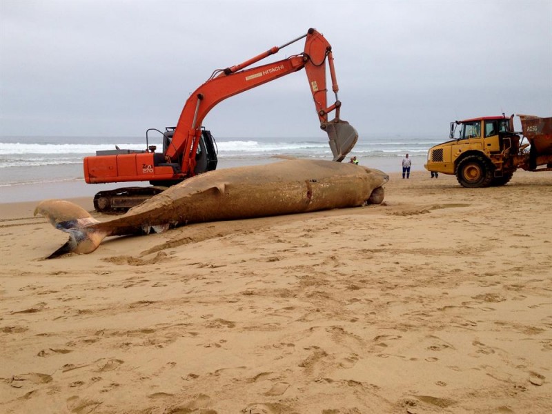 Bydes whale carcass removed in Mossel Bay