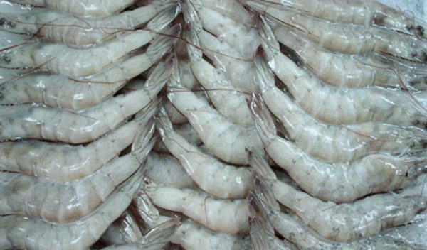 Pacific white shrimp