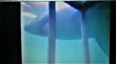 Shark Cage diving video Jimmy Eksteen Moment6