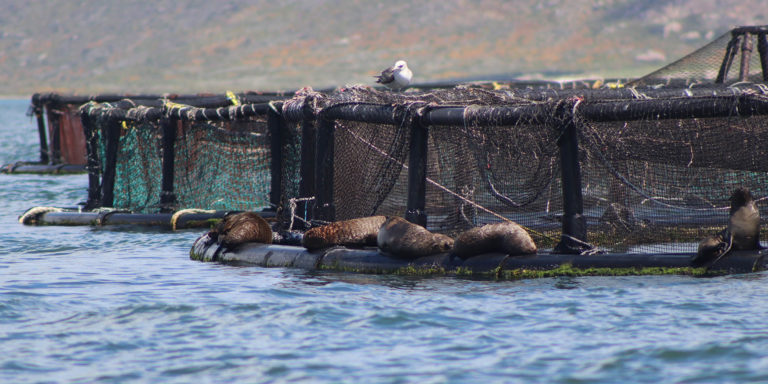 seals in cages